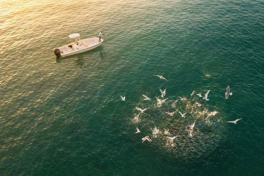 How to Fish a Blitz: Reading Birds, Bait, and Feeding Frenzies